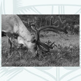 Islay - Photographic Print - Amy Davidson